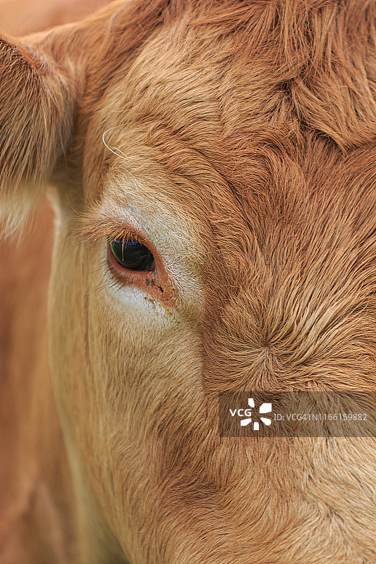 户外棕色奶牛特写图片素材