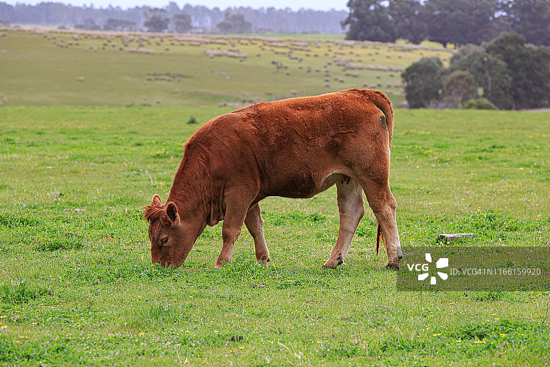 户外站立的棕色奶牛肖像——黄褐安格斯杂交品种图片素材