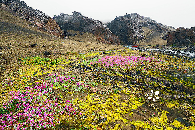阿斯基亚附近的荒野地区与粉红色矮火绒草图片素材