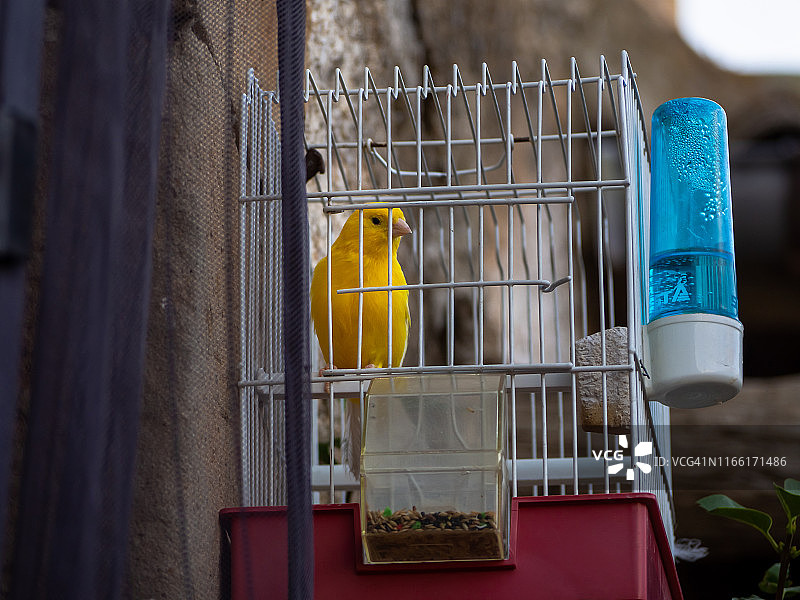 挂在墙上的笼子里的黄色金丝雀，带有喂食器、饮水槽和栖息的棍子图片素材