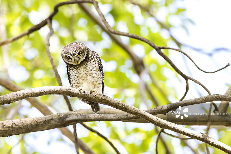 自然环境中的斑头鸺鹠图片素材
