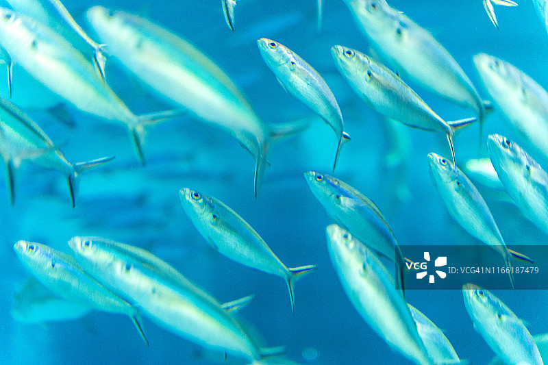 一群鱼在海里，特写图片素材