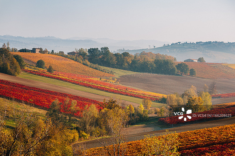 艾米利亚-罗马涅大区的秋日葡萄园和山丘图片素材