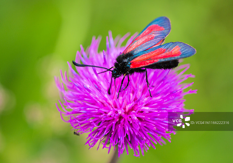 花上的蝴蝶图片素材