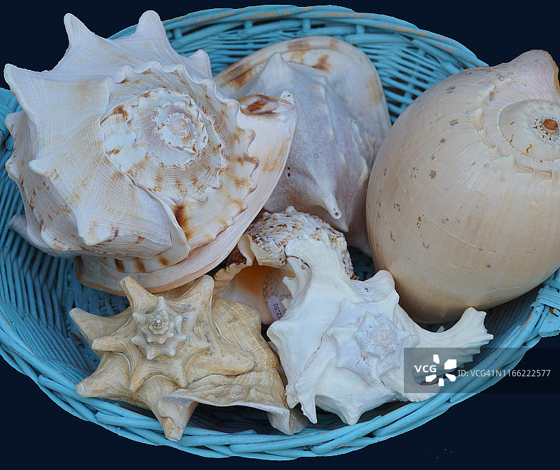 篮子里的贝壳图片素材
