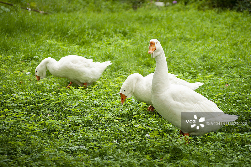草地上的白色鹅群图片素材
