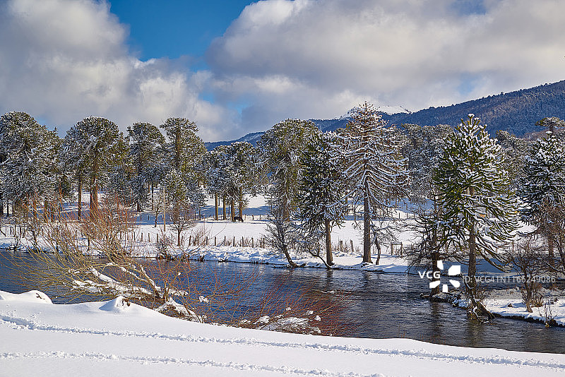 冬季鲁卡努科河岸的南洋杉树林图片素材
