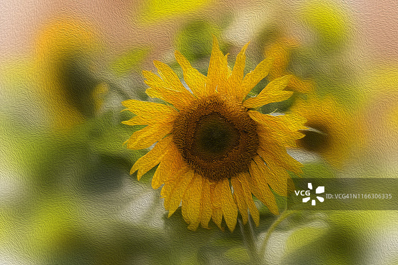 明亮黄色单朵向日葵油画图片素材