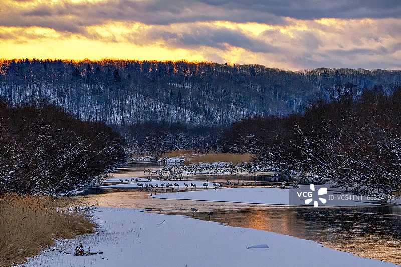冬季清晨钏路湿原獭户川音羽桥的数百只日本丹顶鹤图片素材