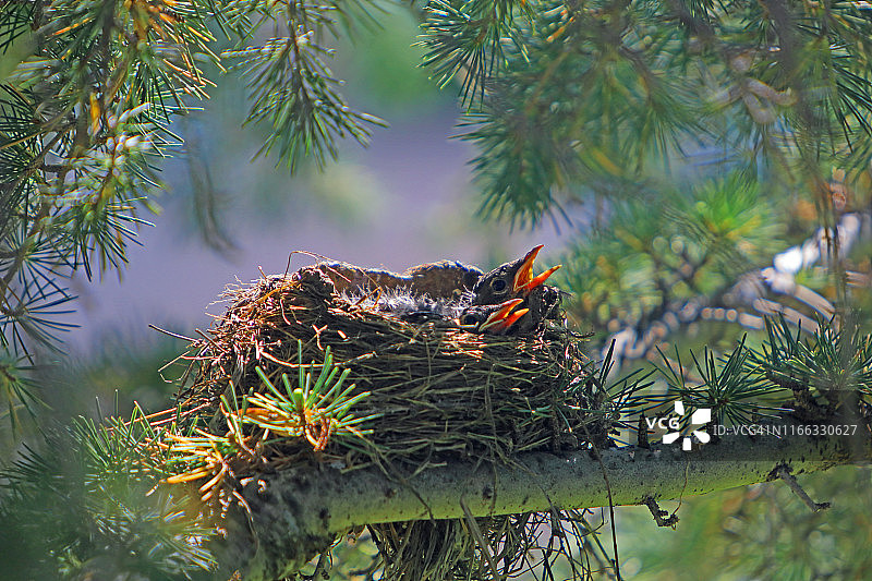 知更鸟巢图片素材