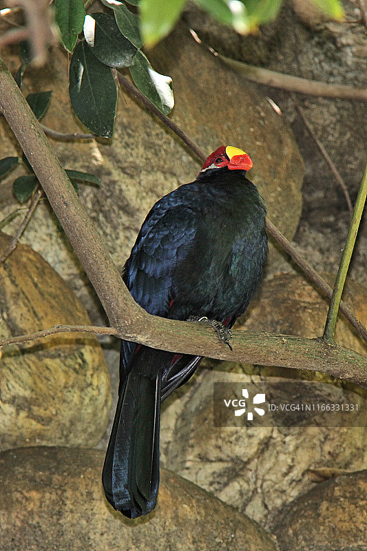 罗斯蕉鹃图片素材