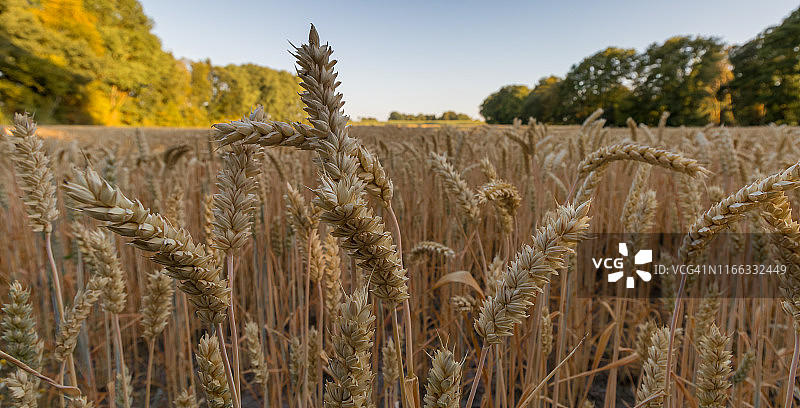 恩斯赫德市麦田，荷兰上艾瑟尔省特温特地区图片素材