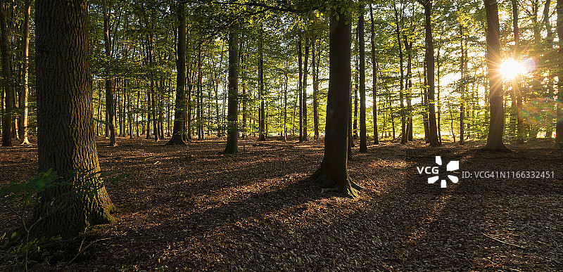 阳光穿透森林中的树木，荷兰图片素材