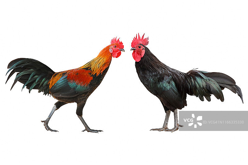 公鸡图片素材