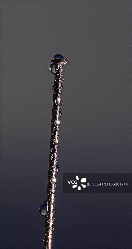 大头针上的水滴图片素材