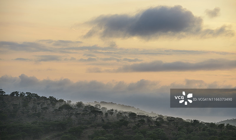 清晨的薄雾笼罩着坦达禁猎区的树木，轻柔的灰色云朵在上方懒洋洋地漂浮着。 南非夸祖鲁-纳塔尔省姆库泽图片素材