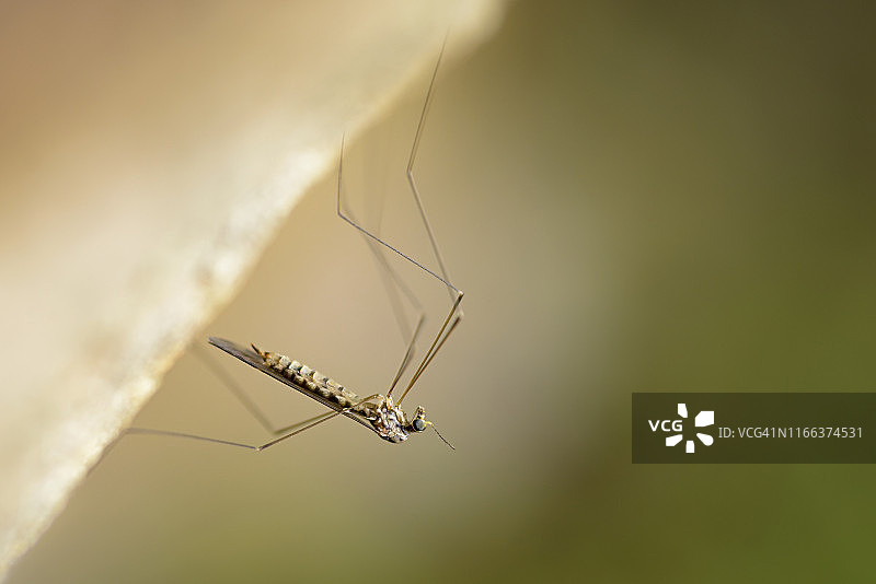 一只倒挂的蜉蝣。特写微距摄影图像。马海谷，瀑布，德拉肯斯堡，夸祖鲁-纳塔尔，南非。图片素材