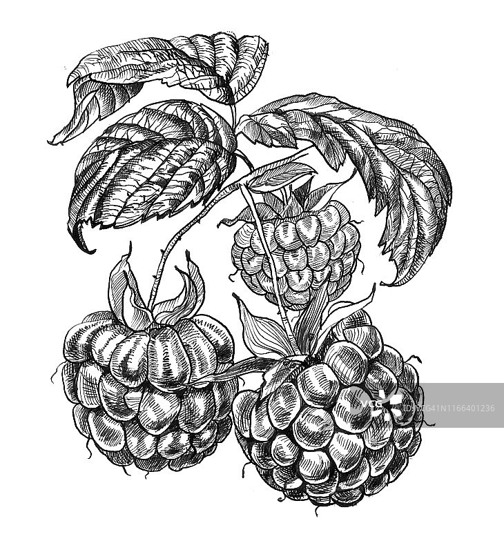 三颗覆盆子白色背景墨水画图片素材