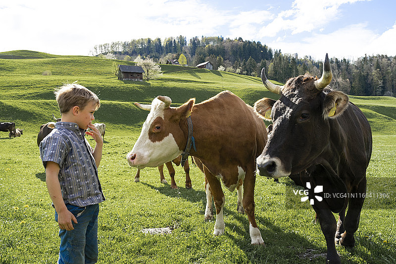 男孩看着牧场上的牛图片素材