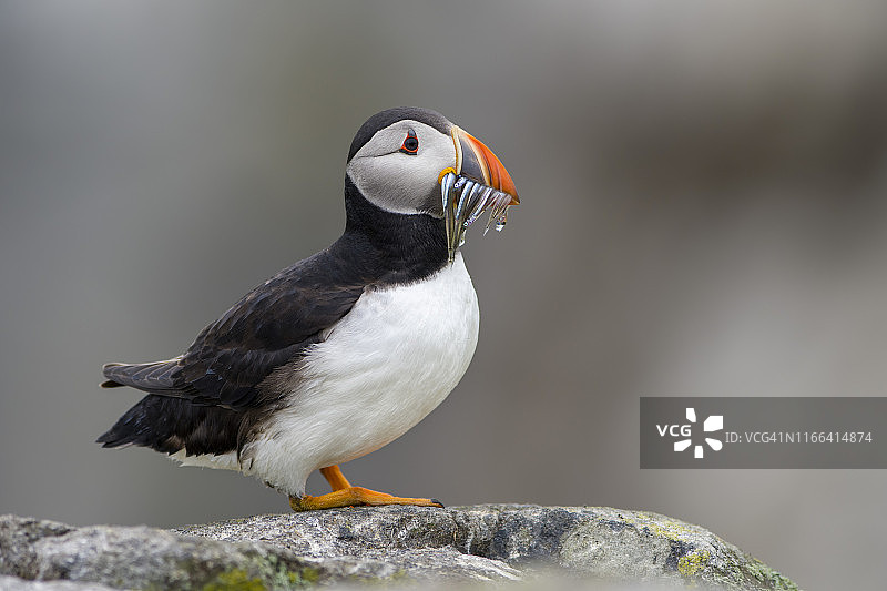 苏格兰梅岛的大西洋海鹦图片素材