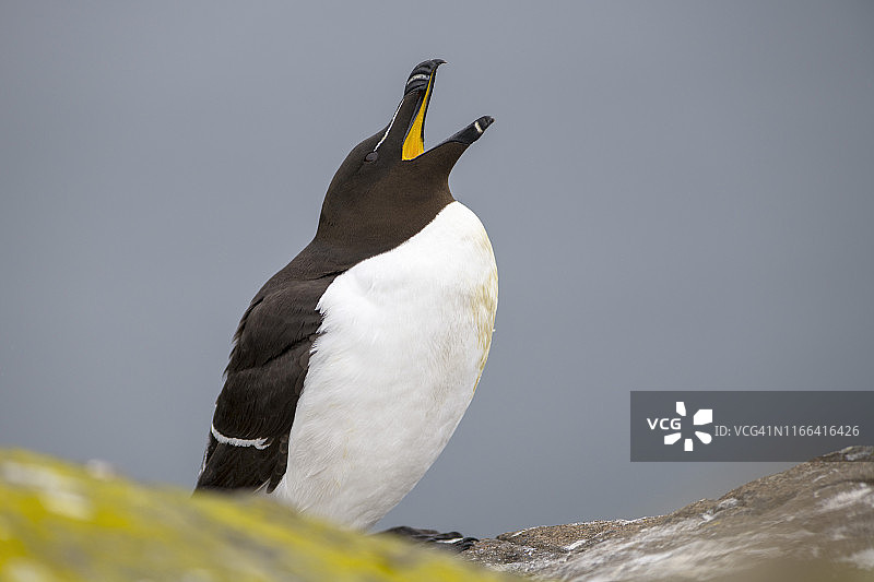 苏格兰梅岛张嘴的海雀图片素材