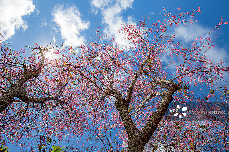 春天的象征：盛开的美丽樱花图片素材