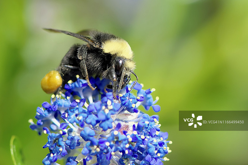 熊蜂从加州丁香花上采集花粉图片素材