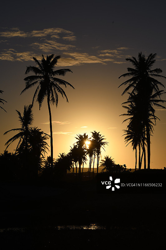 日落下的椰子树，巴西卡乌卡亚图片素材