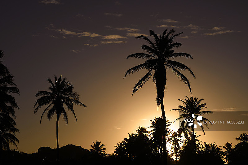 日落下的椰子树，巴西卡乌卡亚图片素材