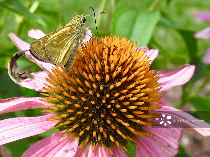 特写：红色松果菊上的彩色飞蛾图片素材