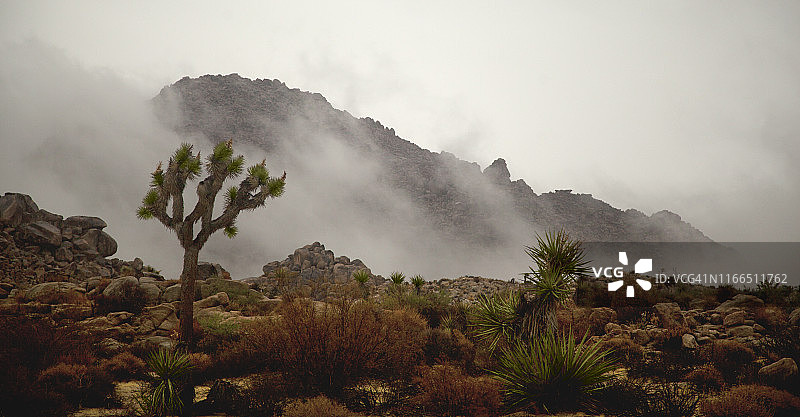 单株约书亚树、丝兰、其他沙漠植物、巨石和雾天的山脉图片素材