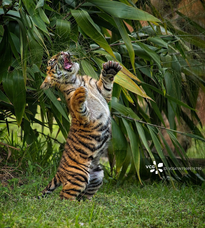 小老虎与烦人的蜘蛛网玩耍图片素材