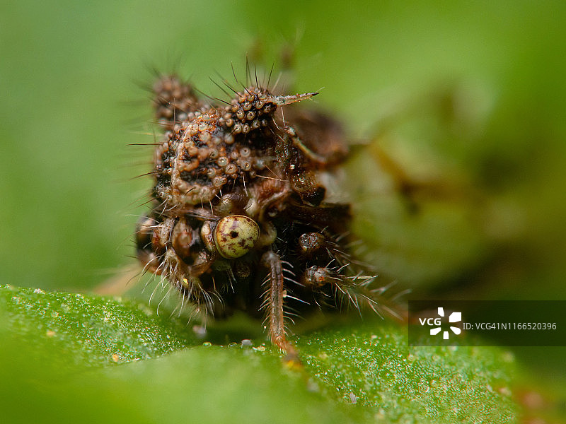 头盔或角蝉图片素材