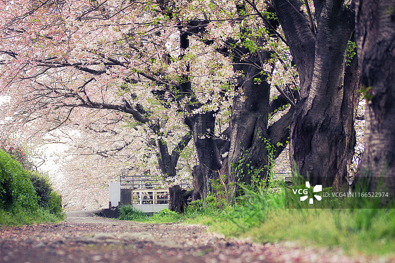 粉色走道图片素材