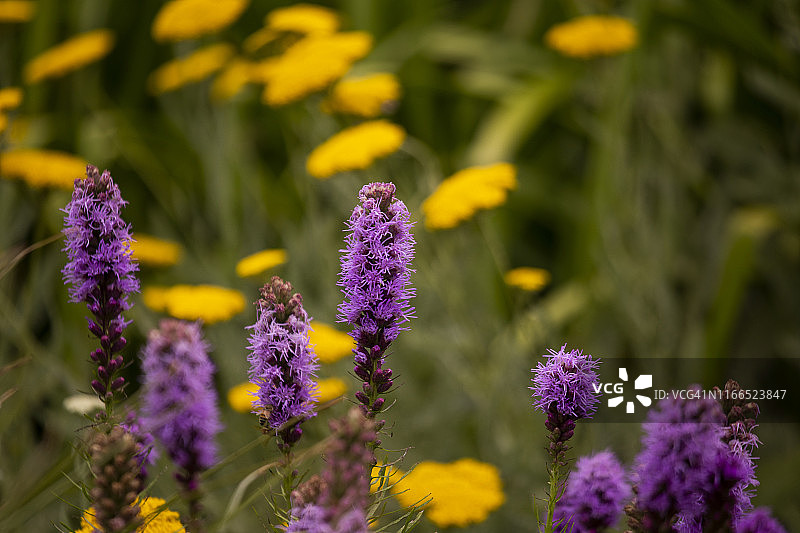 蜂窝拉翠丝花特写，绿色和黄色背景虚化图片素材