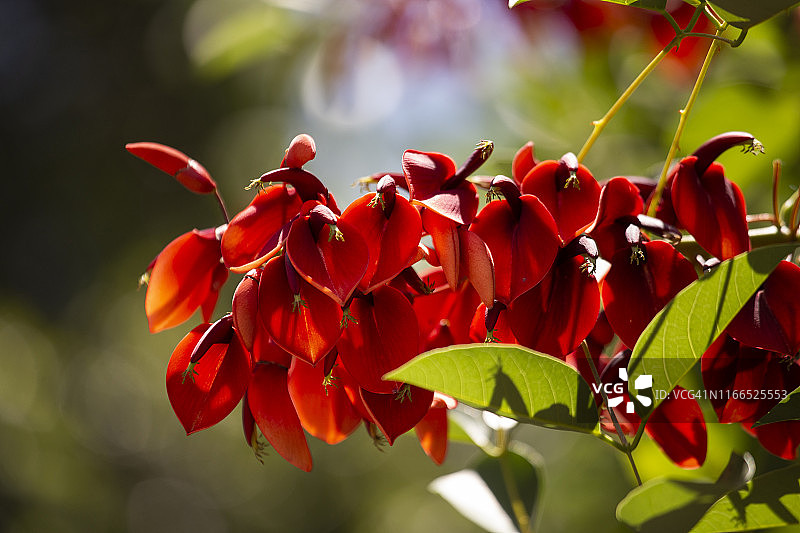 巴西珊瑚树花朵特写图片素材