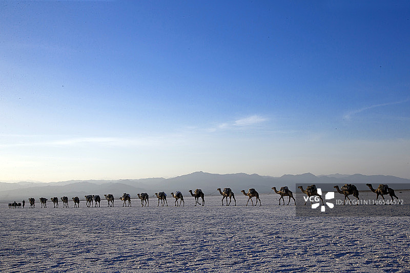 达纳基勒洼地的运盐商队图片素材