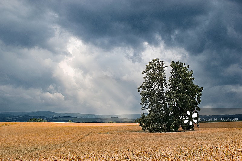 夏日田野暴风雨中孤树图片素材
