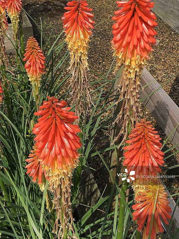 火把百合图片素材