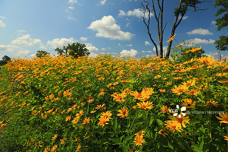 再生草甸中的夏季向日葵图片素材