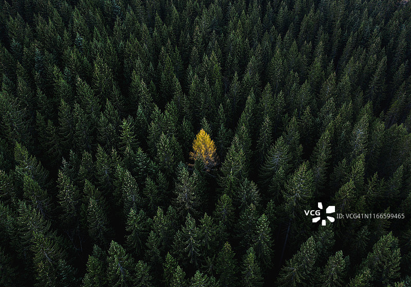 意大利多洛米蒂山脉中一棵独立的树的鸟瞰图图片素材