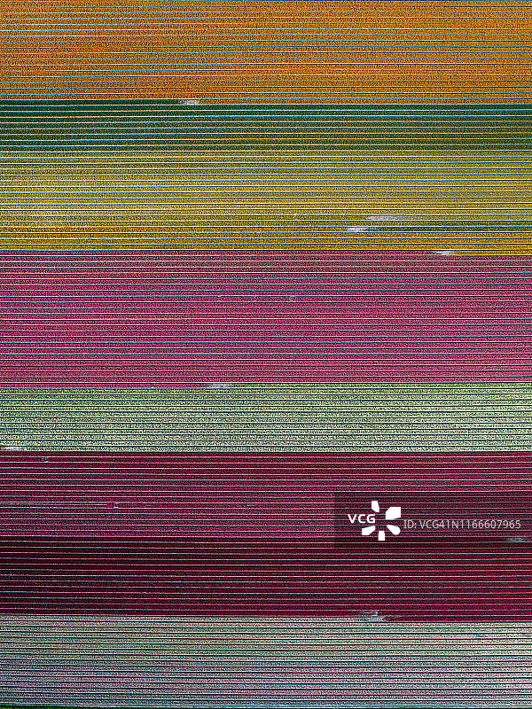 荷兰五彩郁金香层的无人机视角图片素材