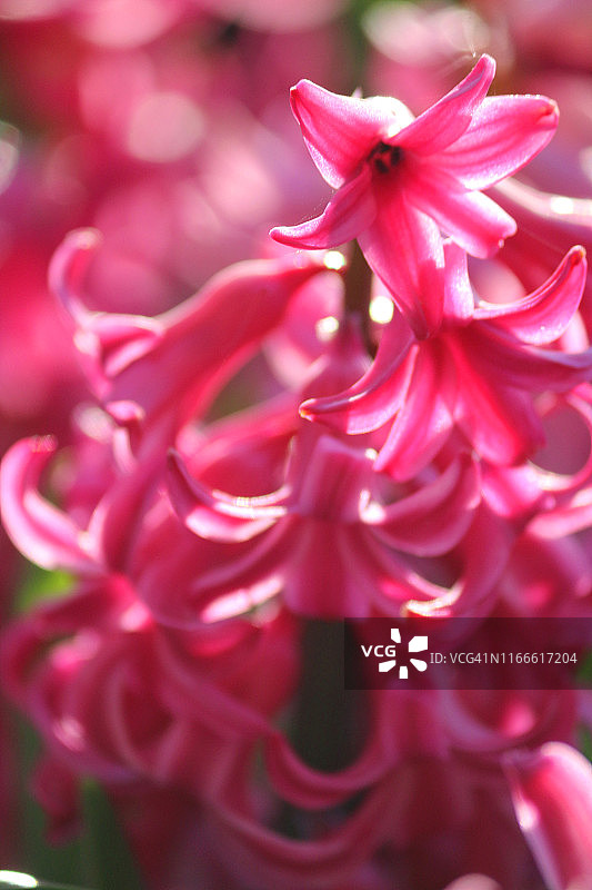 阳光下花盆中盛开的粉红色风信子花朵特写照片图片素材