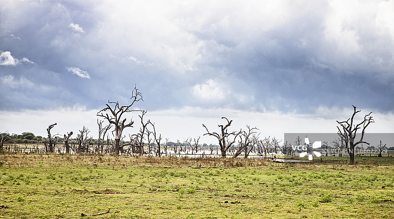 乌达瓦拉维国家公园图片素材