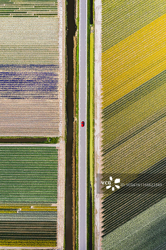 从上方看到的汽车行驶在荷兰的郁金香花田之间的道路上图片素材