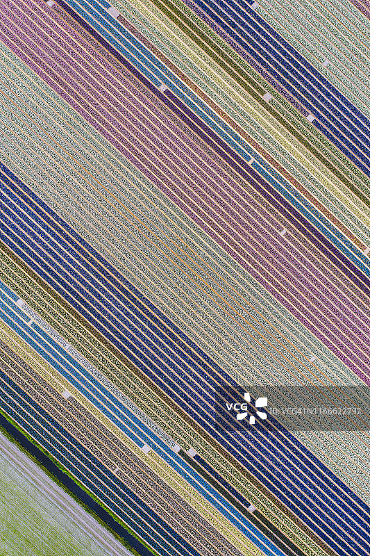 荷兰薰衣草和郁金香的对角线无人机拍摄构图图片素材