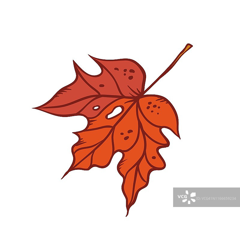 彩色矢量秋季枫叶插画。图片素材