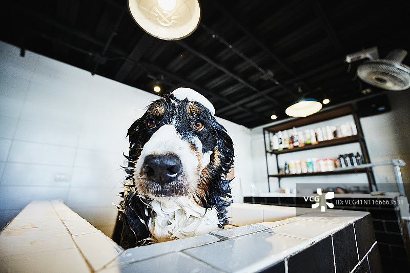 宠物店里，洗澡时头上顶着肥皂泡的狗的肖像图片素材