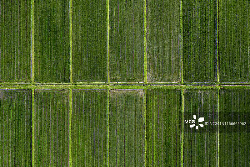 无人机拍摄的稻田图案图片素材
