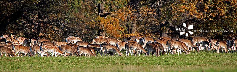 鹿群图片素材